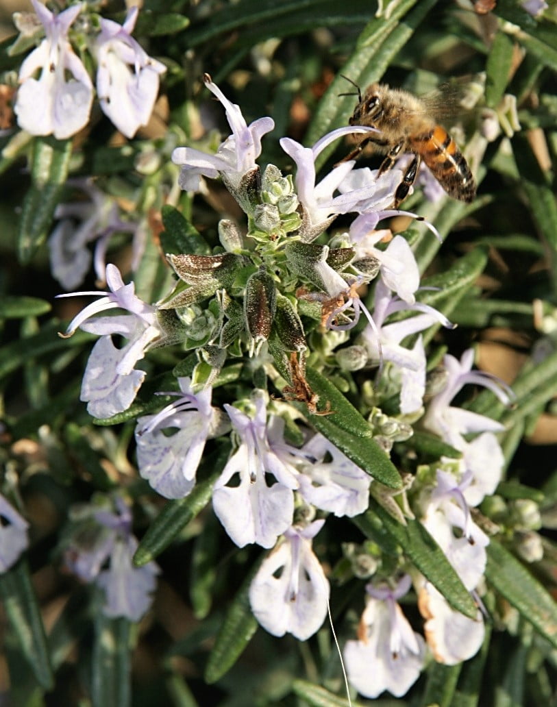 Les vertus des plantes